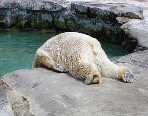 polarsadness
