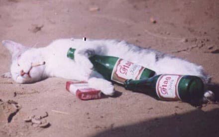 3249_1625_cat-had-a-rough-night