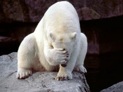 polar-bear-face-palm_thumbnail