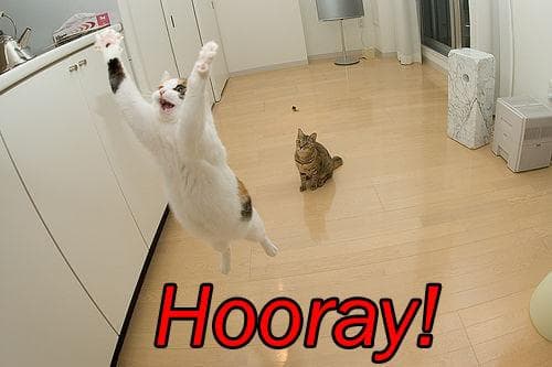 cat-saying-hooray