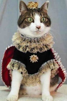 funny-cat-picture-cat-king